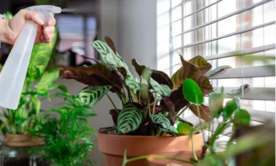 Houseplant Bug Killer Spray