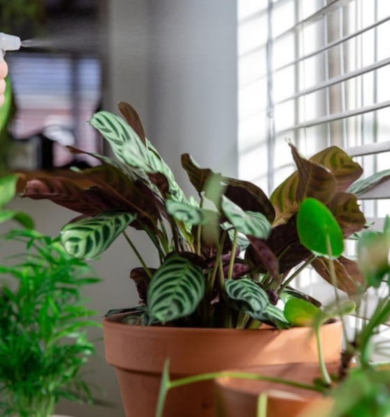 Houseplant Bug Killer Spray