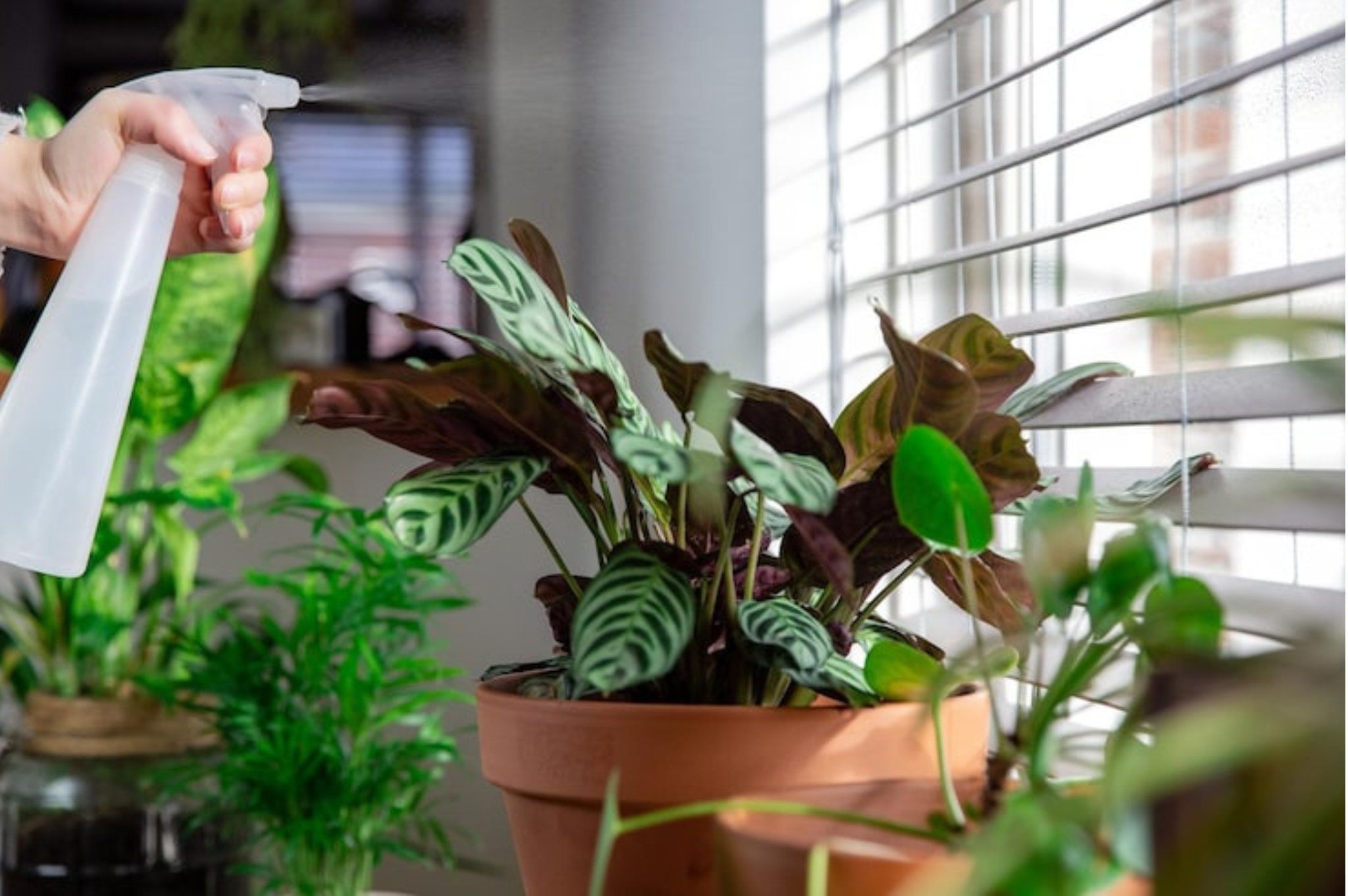 Houseplant Bug Killer Spray